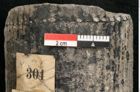 Foto (Detailansicht) von Calamites communis Ettingshausen (NHMW-GEO-2024-0188-10958)